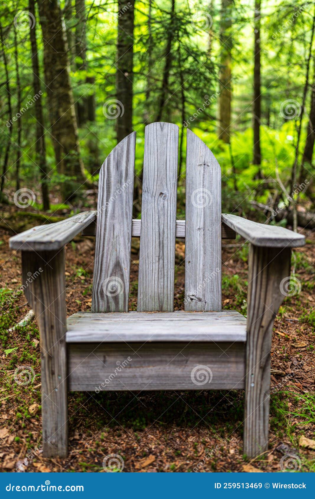 Single Wooden Chair in a Forest Stock Image - Image of overgrown ...