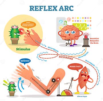 Spinal Reflex Arc Scheme, Vector Illustration, with Stimulus Pathway ...