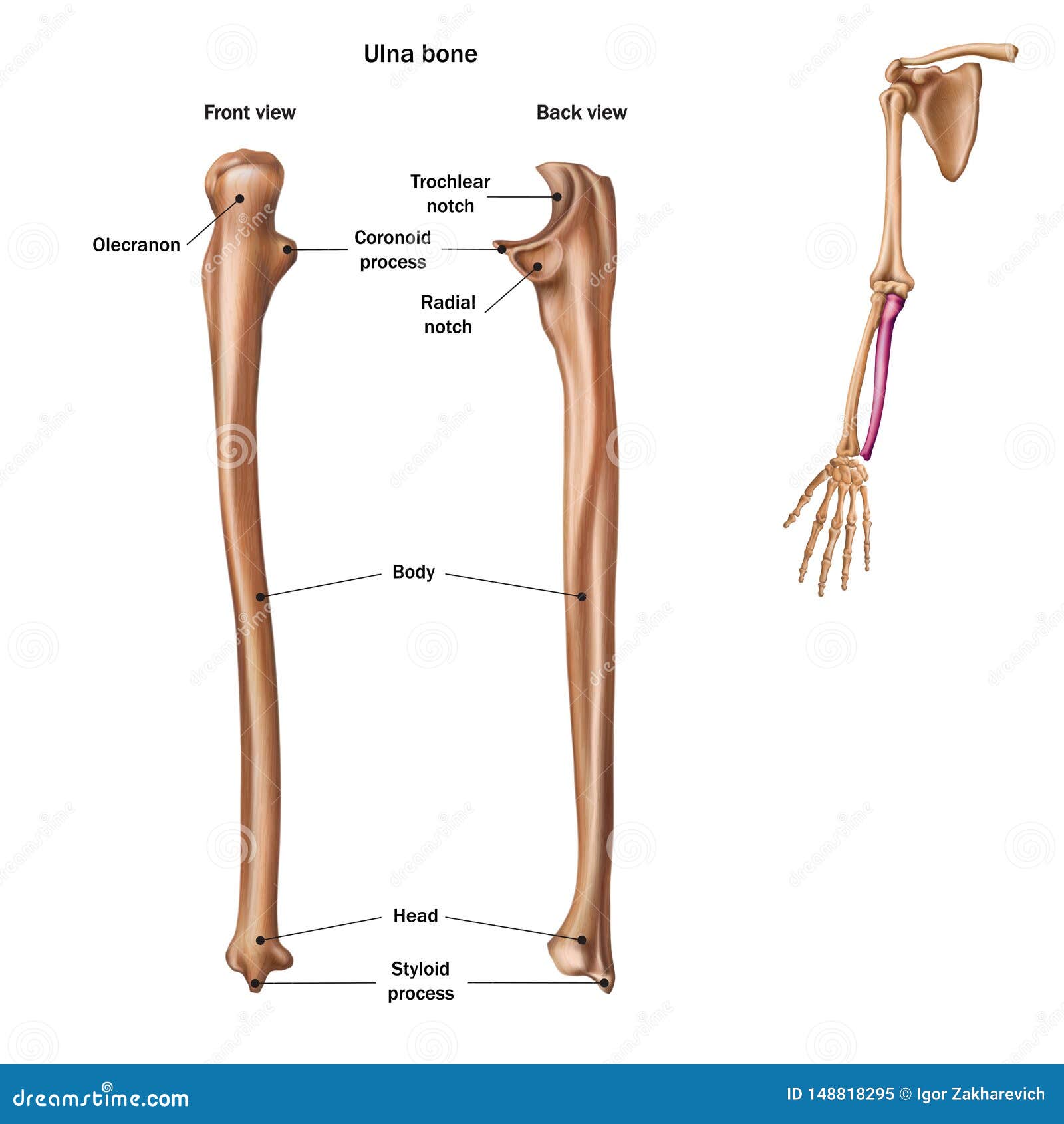 [DIAGRAM] Labeled Diagram Of The Ulna - WIRINGSCHEMA.COM