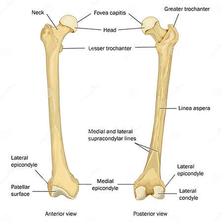 Surface Anatomy of the Human Femur Stock Illustration - Illustration of ...