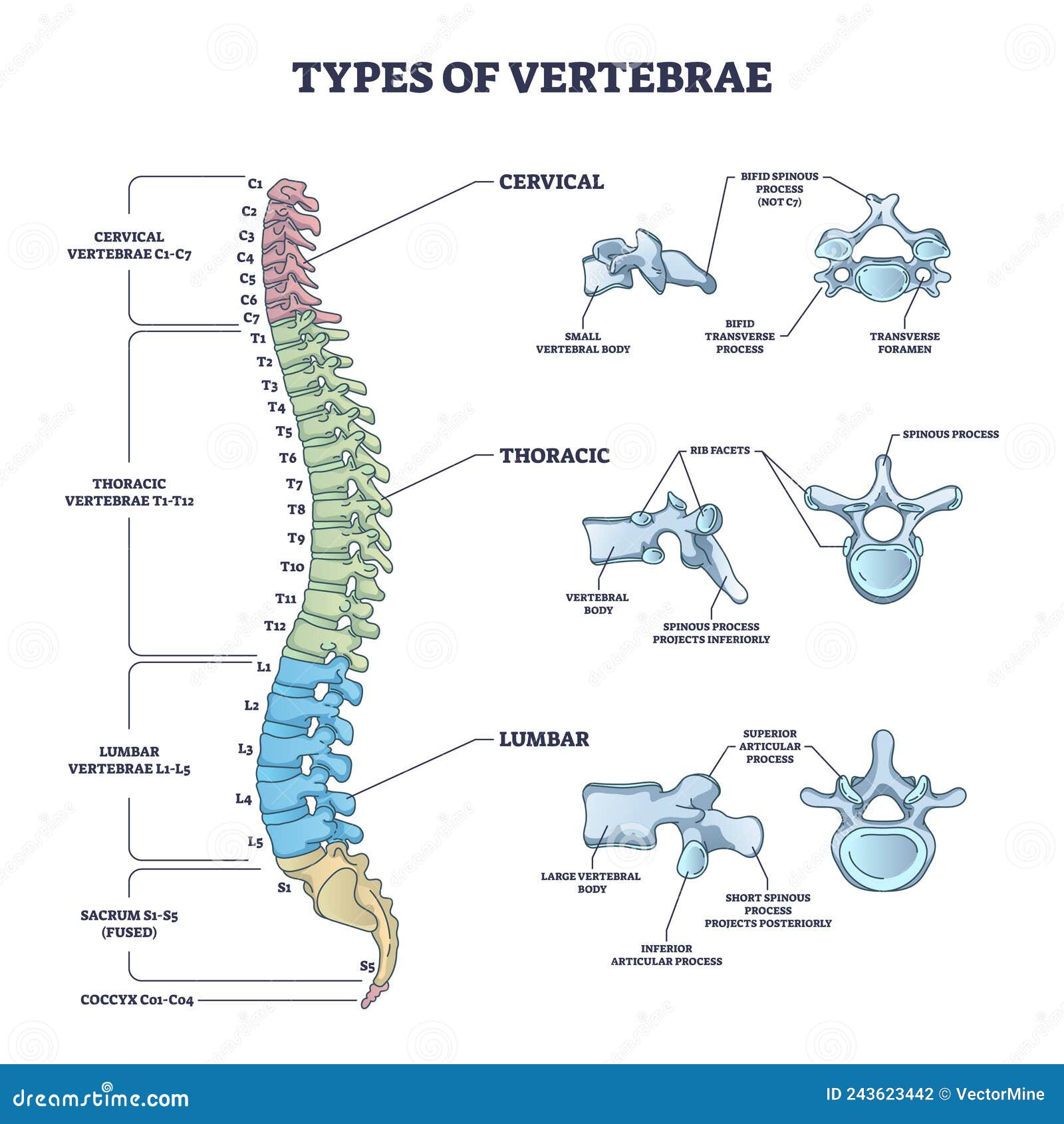 Types of Vertebrae and Cervical, Thoracic and Lumbar Division Outline ...