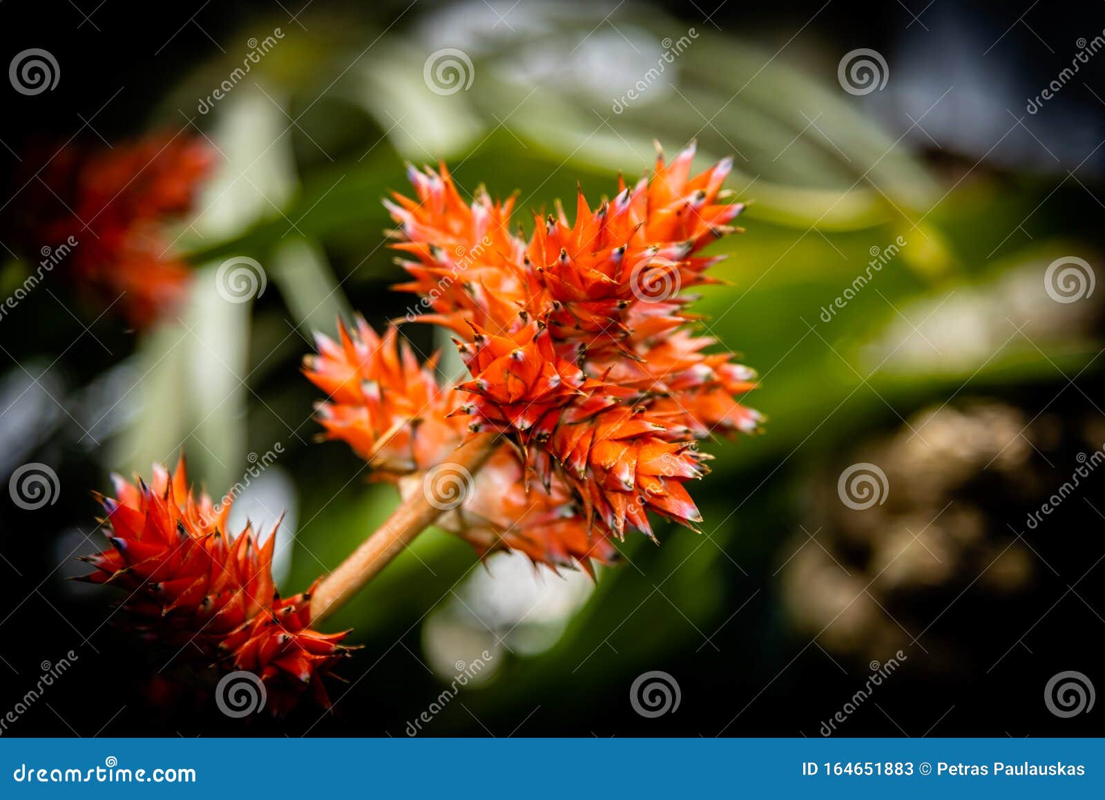 Verschillende Soorten Tropische Planten En Bloemen Stock Afbeelding ...