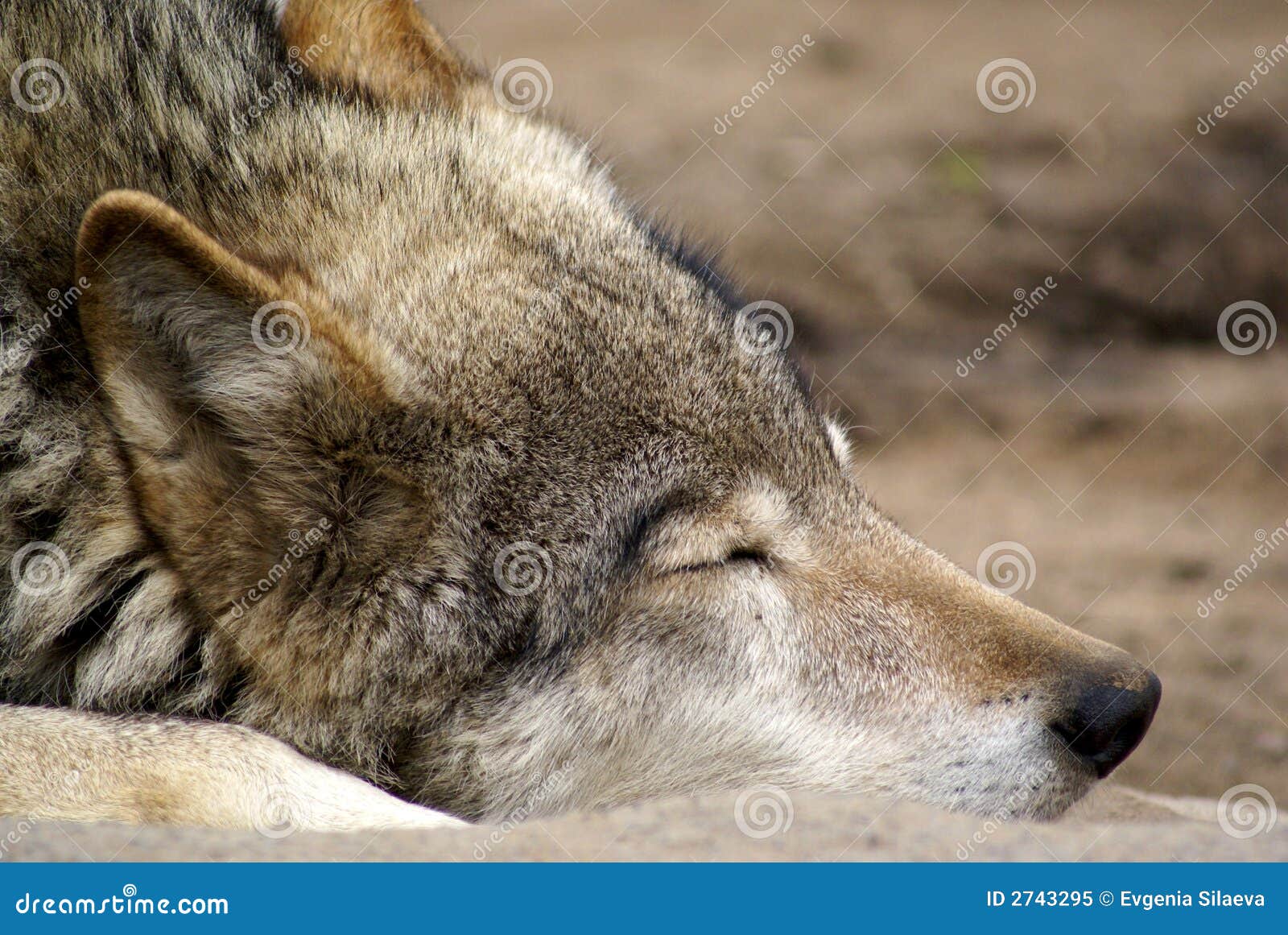 Wolf stock image. Image of hair, dogs, danger, animals - 2743295