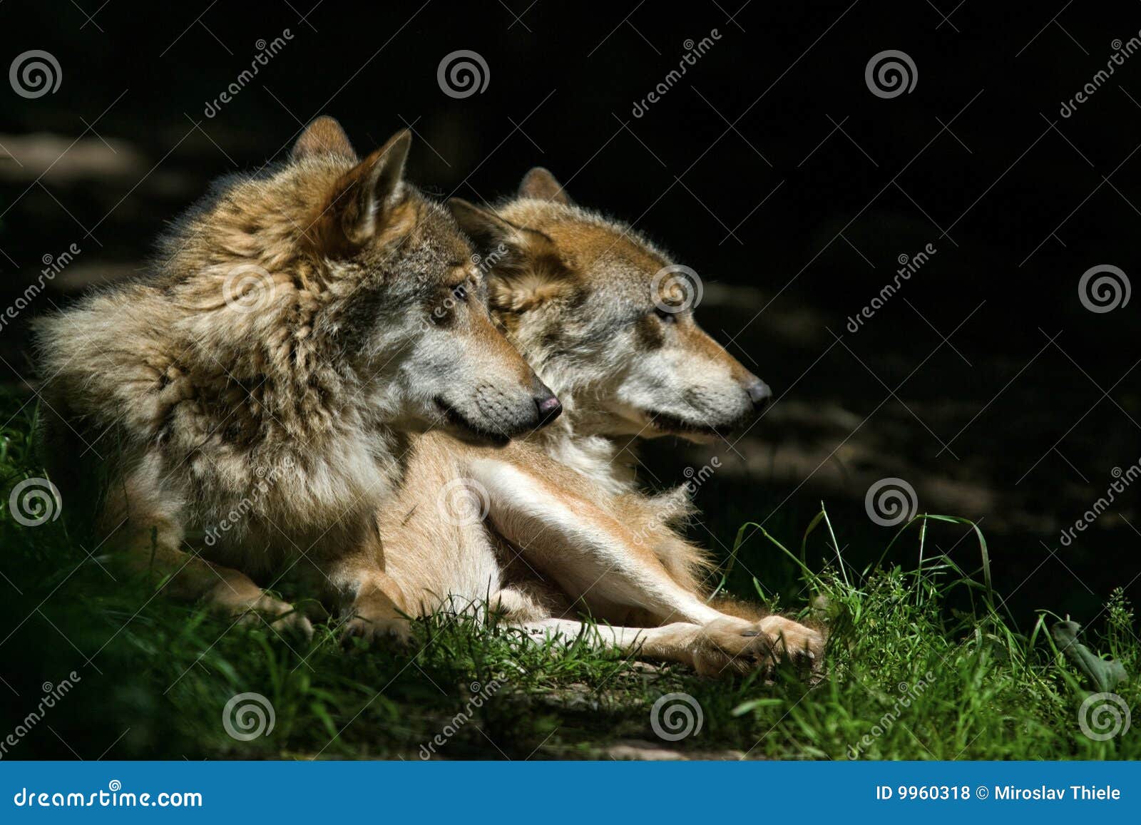 Wolves stock photo. Image of beauty, waiting, honour, animal - 9960318