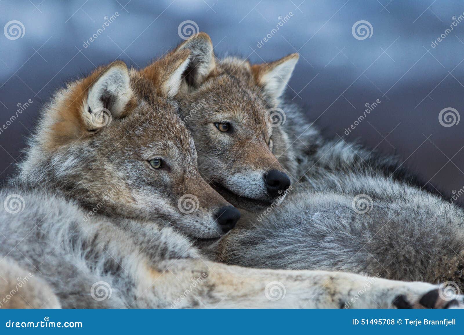 Wolves Cuddling Stock Photo - Image: 51495708