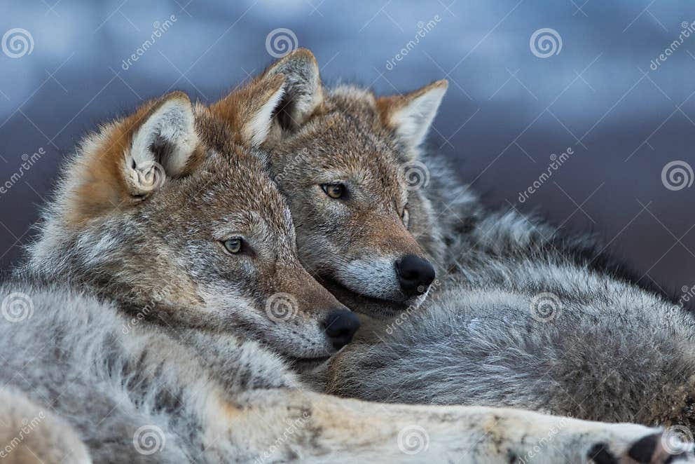 Wolves cuddling stock photo. Image of cuddling, wolves - 51495708