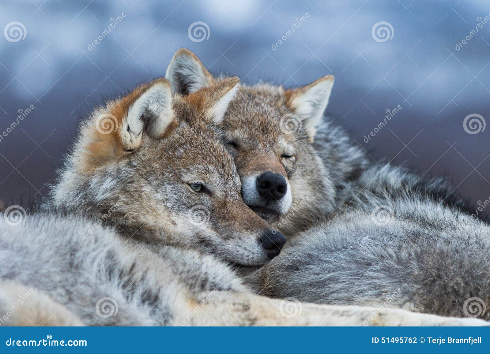 Wolves Cuddling Stock Photo - Image: 51495762