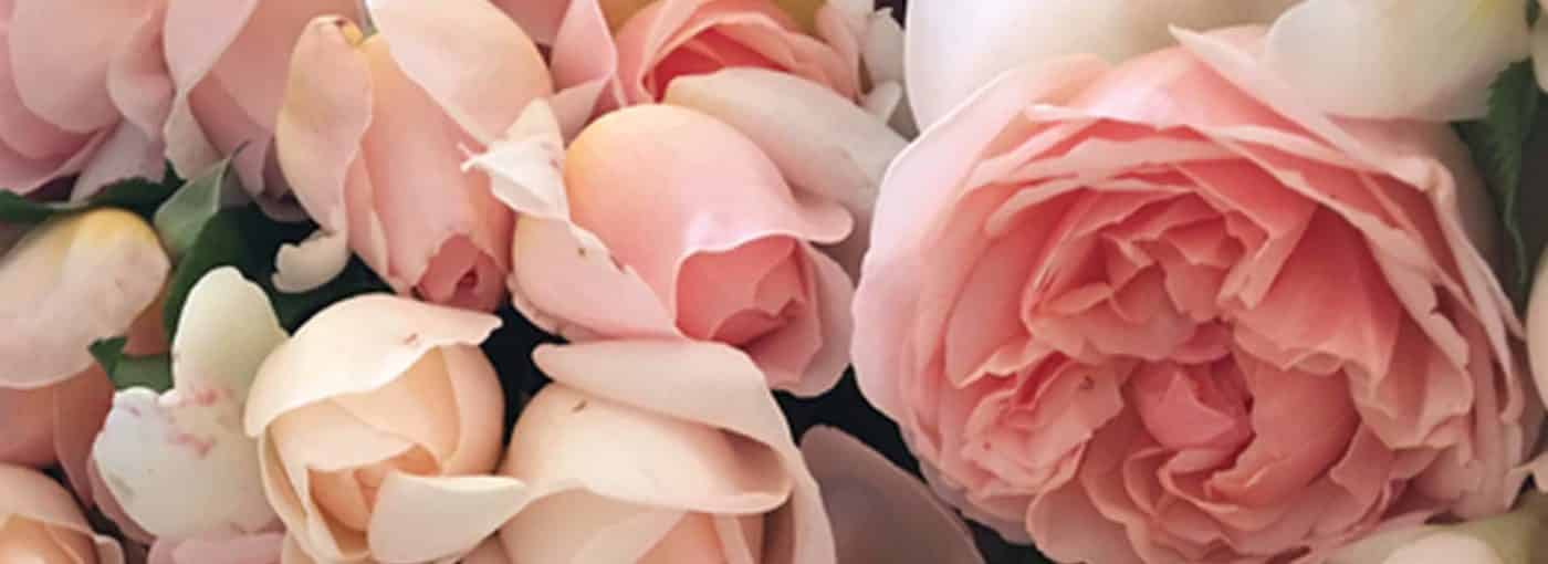 grace_rose_farm_grower_header