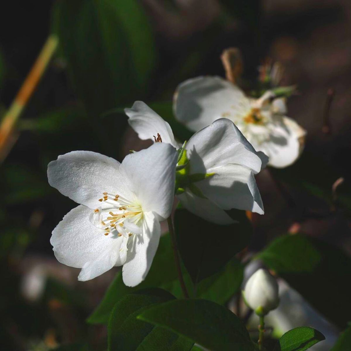 Mock Orange flower that blooms under the moonlight