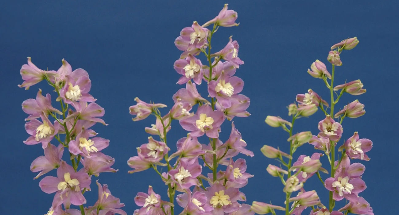 Delphinium Trick Pink cut flower on Thursd header