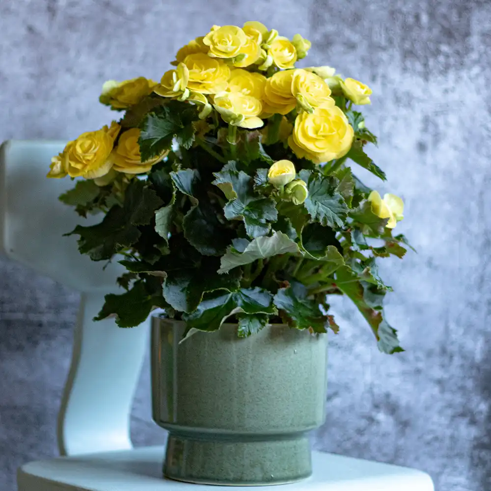 Begonia Hailey Yellow is Koppe's vibrant yellow floral accessory.