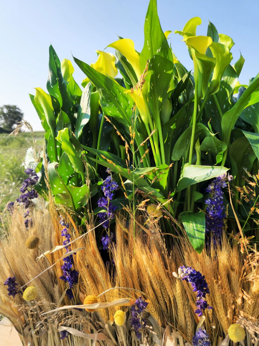 Yellow Calla lilies by Kapiteyn used in a design