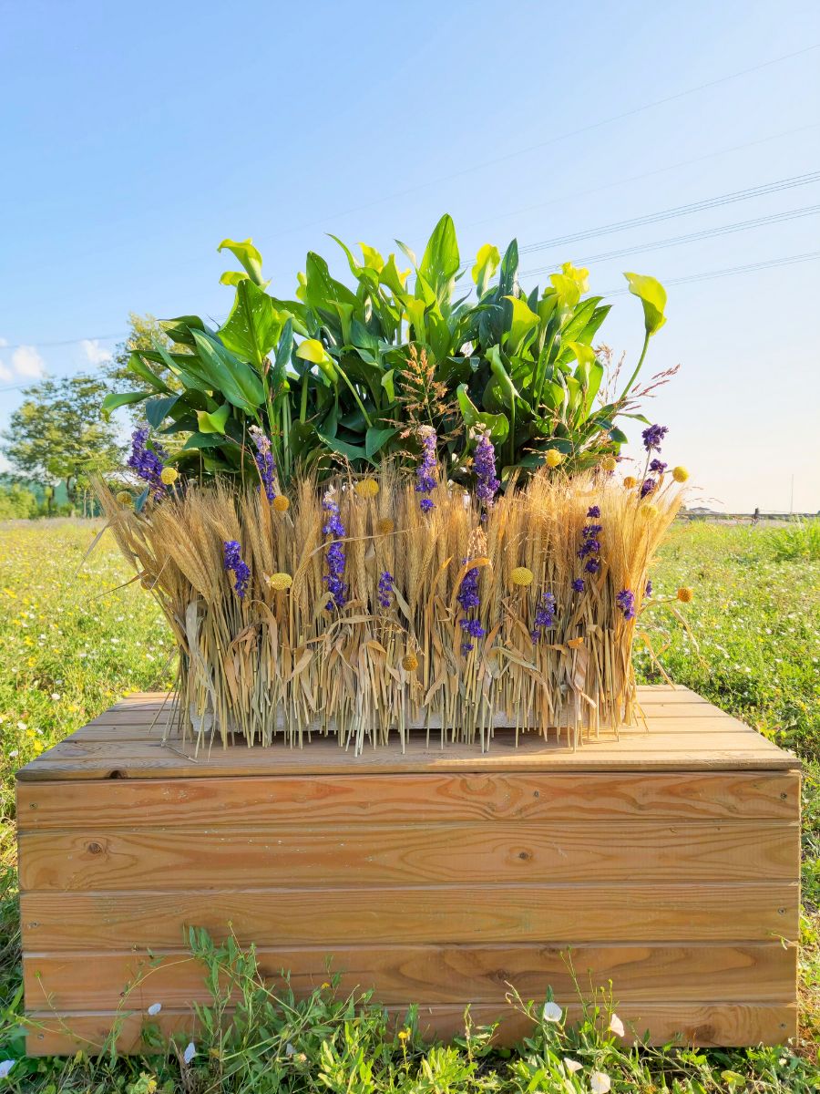 Final design by Daniela Marchetti with yellow callas and wheat