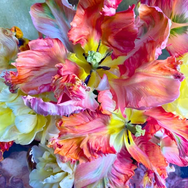 Parrot tulips