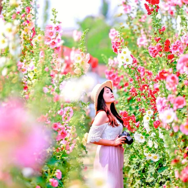 Girl in between hollyhocks