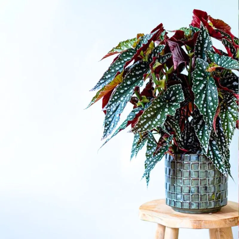 Koppe Begonia Spotlight Green - Thursd Article - Featured Image