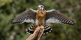 Liberty's Owl, Raptor & Reptile Centre Tickets