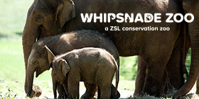 Whipsnade Zoo