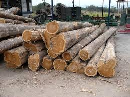 Teak Wood Logs