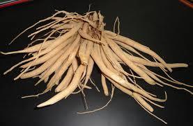 Asparagus Racemosus - Tuberous Roots Measuring One Metre , Uterine Tonic and Galactogogue for Overall Health