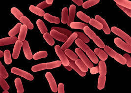 Bacillus Subtilis