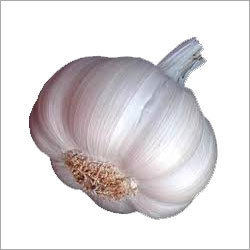 Garlic Seed