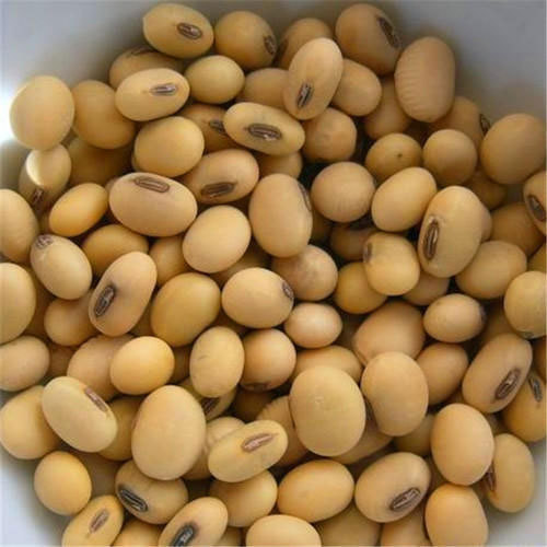 White Kenya Origin Soya Bean Seeds