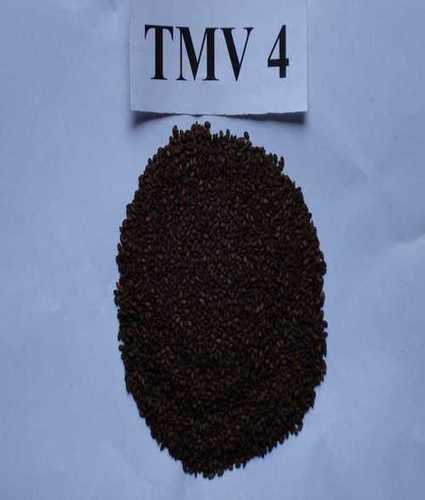 Common Natural Brown Sesame Seeds