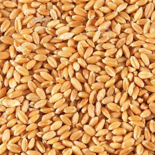 Silver Wheat Seed 