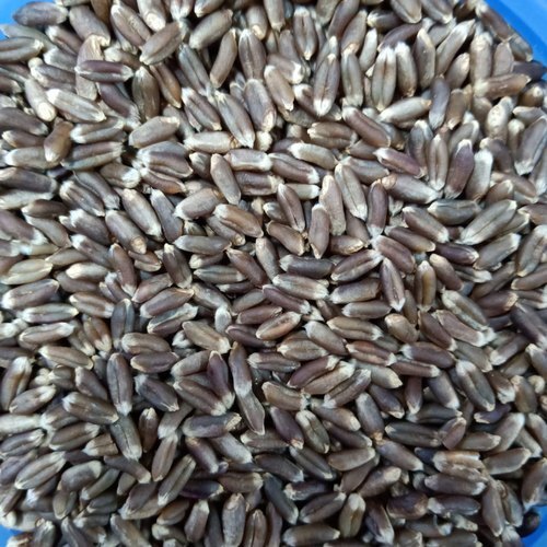 Black Wheat Seed