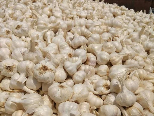 Fresh Garlic - Seasoned Flavor Enhancer with Long Shelf Life, Timely Delivery and Quality Tested Performance