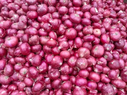 Red Onion - Small to Medium Size, 100% Pure Red Color | Preservative-Free, Health Friendly, Pesticide-Free, Nutrition Enriched, Rich In Antioxidants, Rich In Vitamins, Premium Quality