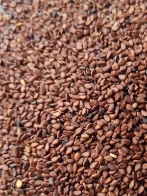 Dried And Cleaned Commonly Cultivated Brown Sesame Seeds