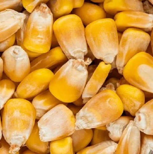 Yellow Corn Maize