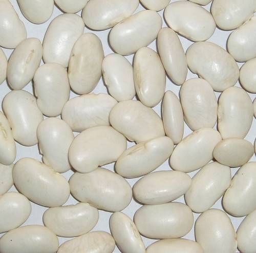 Large White Kidney Bean