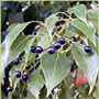 Camphor Oil - Pure Natural Extract from Cinnamomum Camphora, Alleviates Inflammation and Nervous Depression, Ideal for Aromatherapy and Skincare