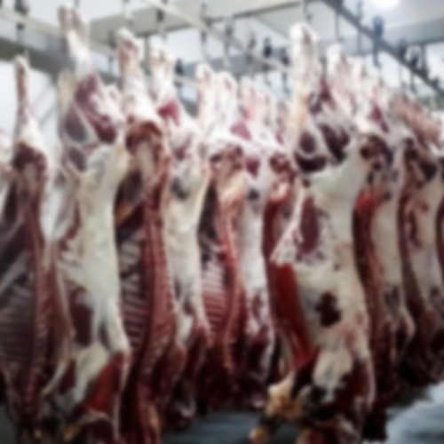 Quality Frozen Pork Meat