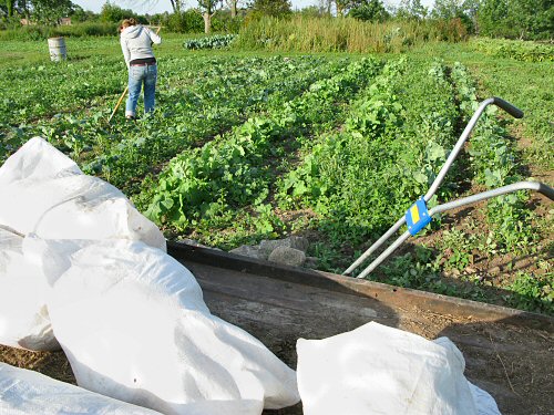 Weeding after row cover