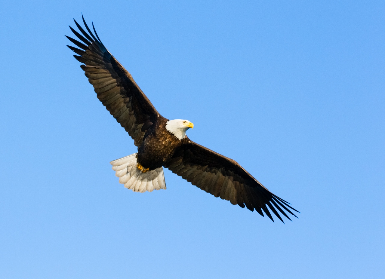 Bird Soaring