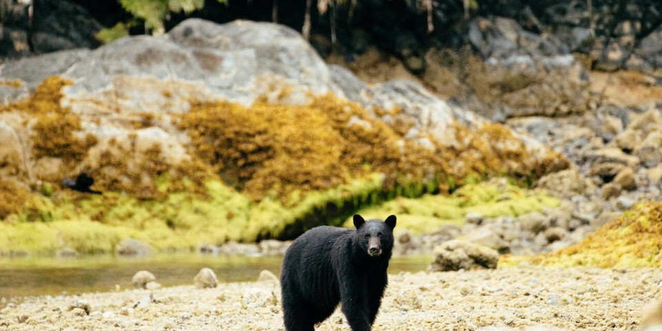 Tofino Bear Watching