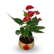 Anthurium in Gold Bowl