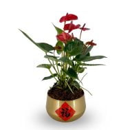 Anthurium in Gold Bowl