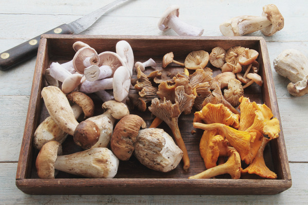 different types of mushrooms