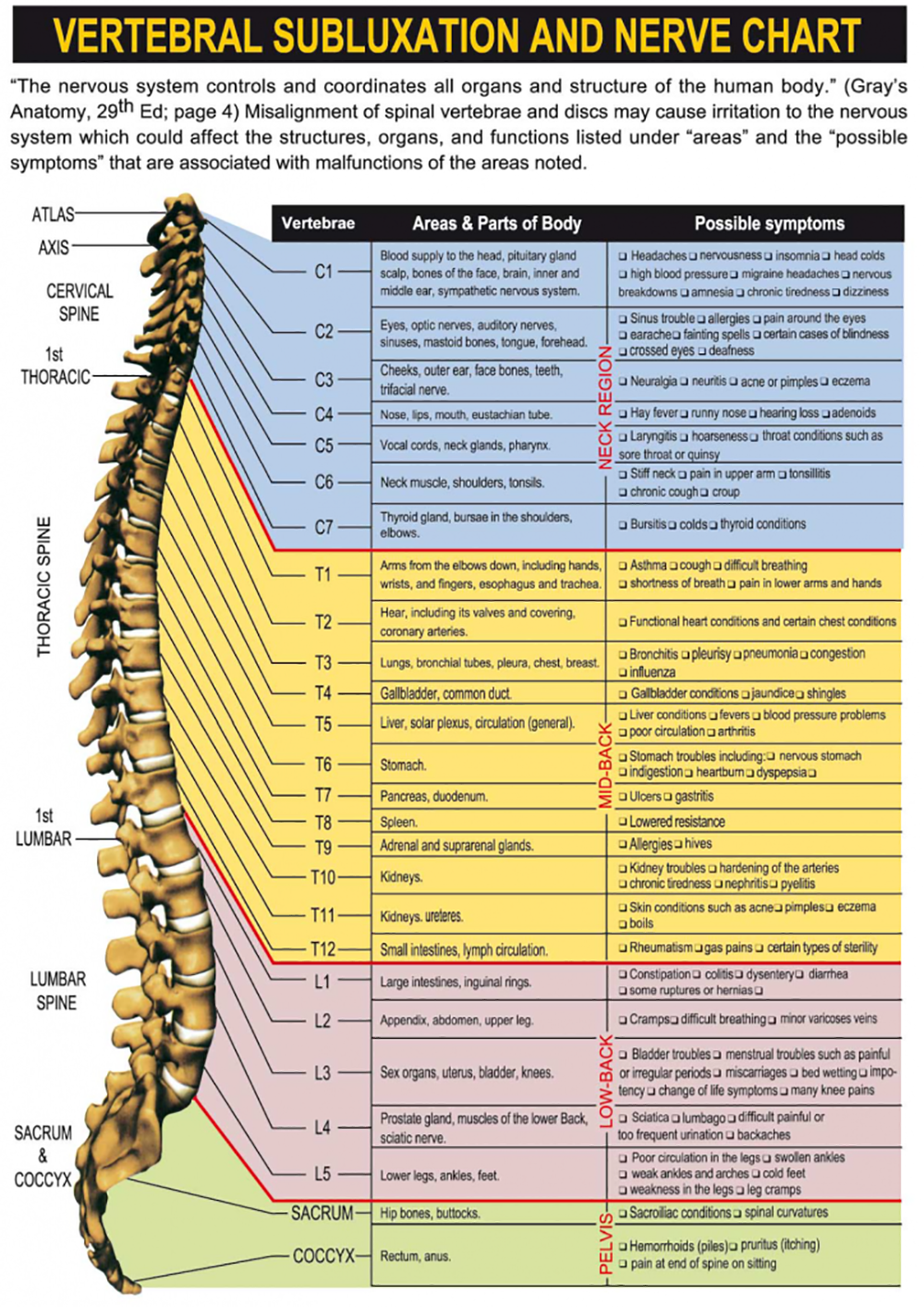 Nerve system chart – Top Chiropractor NYC