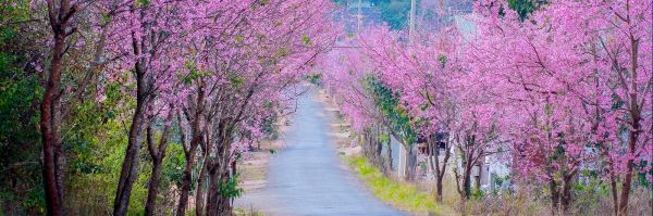 Địa điểm ngắm hoa anh đào đẹp nhất Đà Lạt