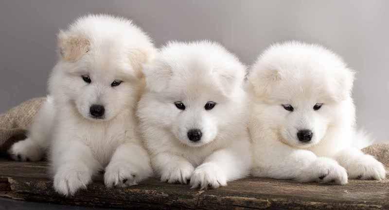 Samoyed