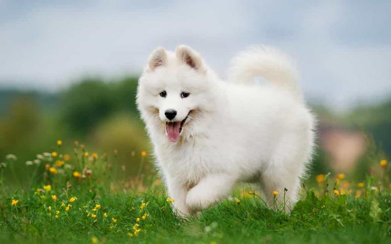 Samoyed