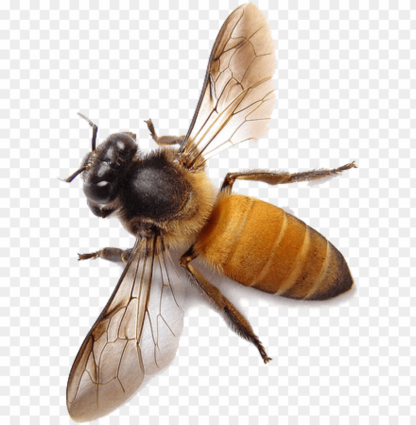 bee png image honey bee PNG transparent with Clear Background ID 162662