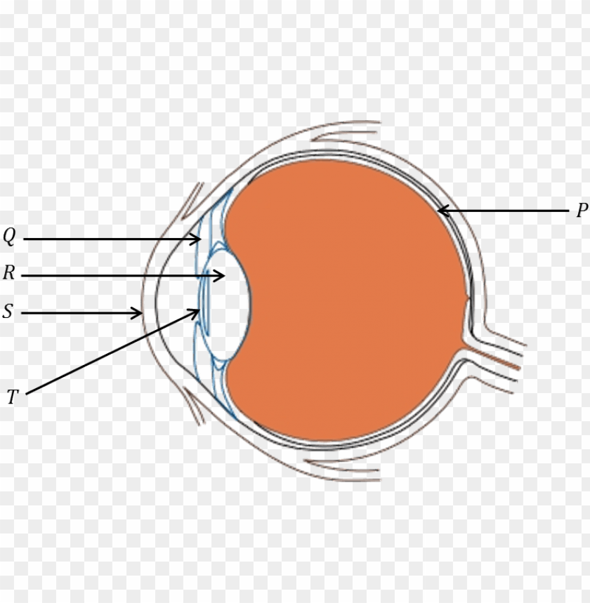 Diagram Of The Eye Without Labels