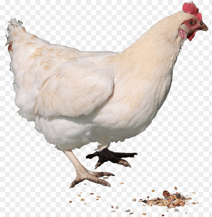 Hen Free Image - Live Chicken PNG Transparent Background